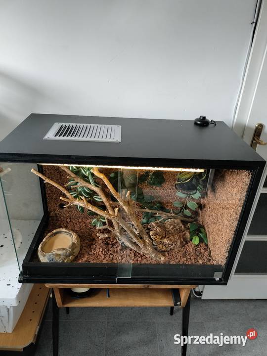 Terrarium wąż Pyton królewski regius Połomia