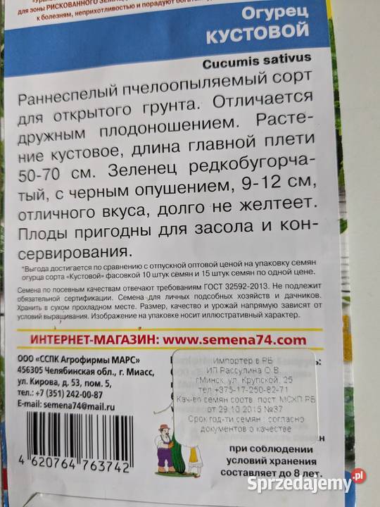 Kustowoj Ogórek rosyjski odporny na zarazę Kraków