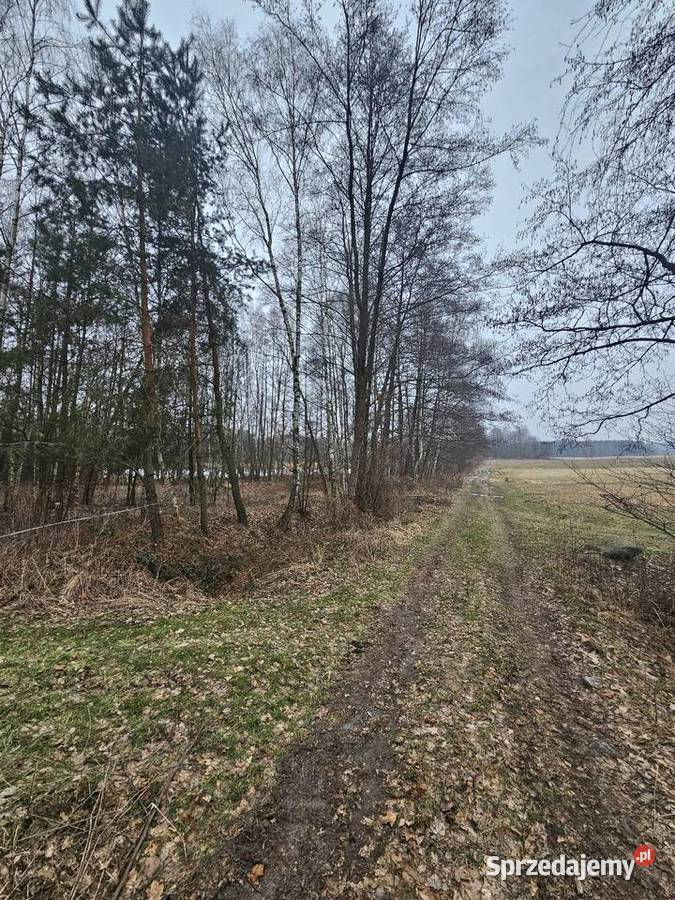 Działki budowlane i rolne Dolina Baryczy budowlana Łazy Wielkie sprzedam