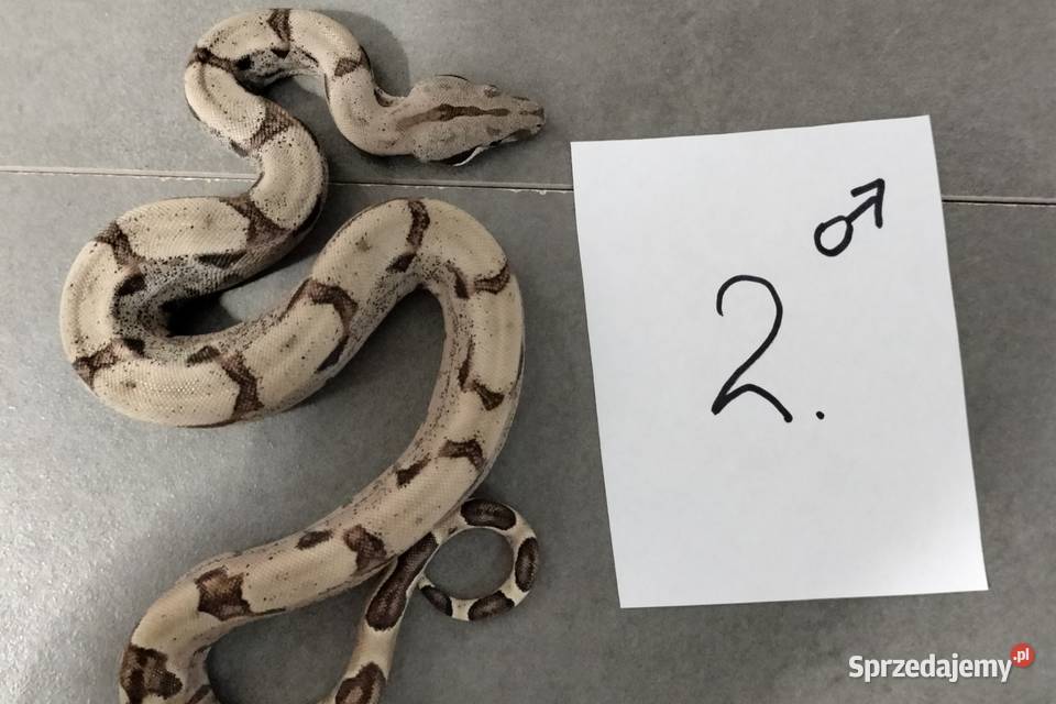 Boa cesarskie hypo samce cb26 Połomia