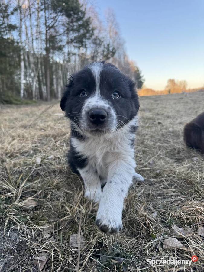 Szczeniaki Border Collie z rodowodem gotowe do sprzedam