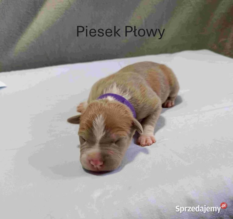 Szczeniaki American staffordshire terrier lubelskie Nieledew