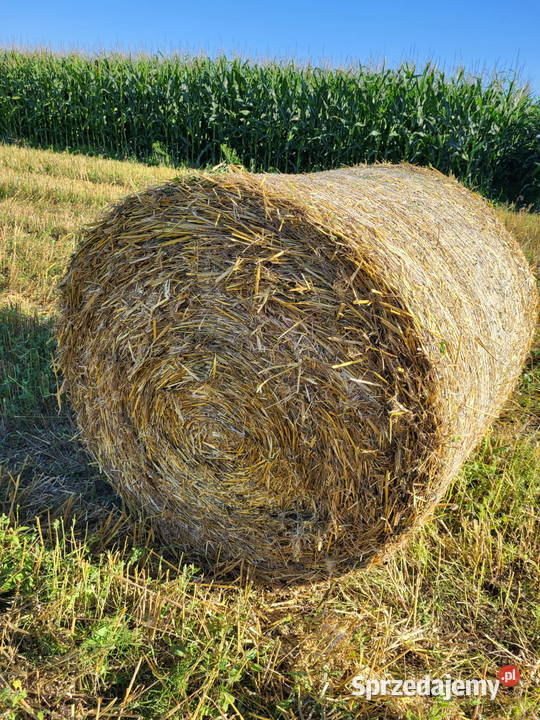 Słoma owsiana i żytnia w balotach 120x120 Przyrów