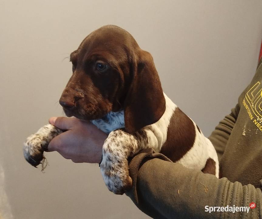 Wyżeł niemiecki krótkowłosy Wolbrom