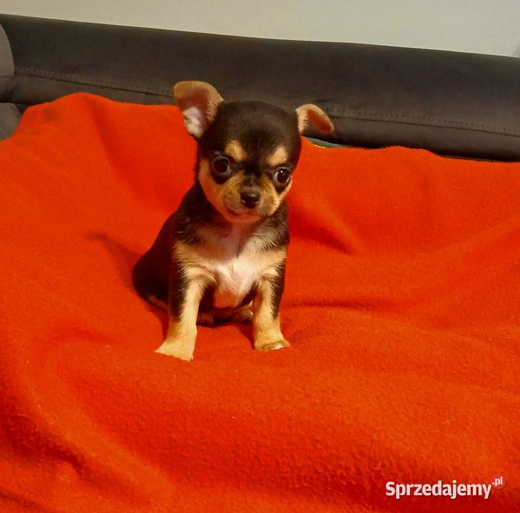 Suczka chihuahua mini mazowieckie Płock