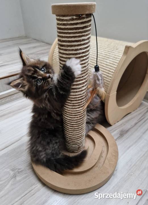 Kocieta Maine Coon Wrocław