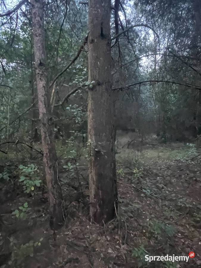Sprzedam las z gruntem 065ha rolna Trojanów