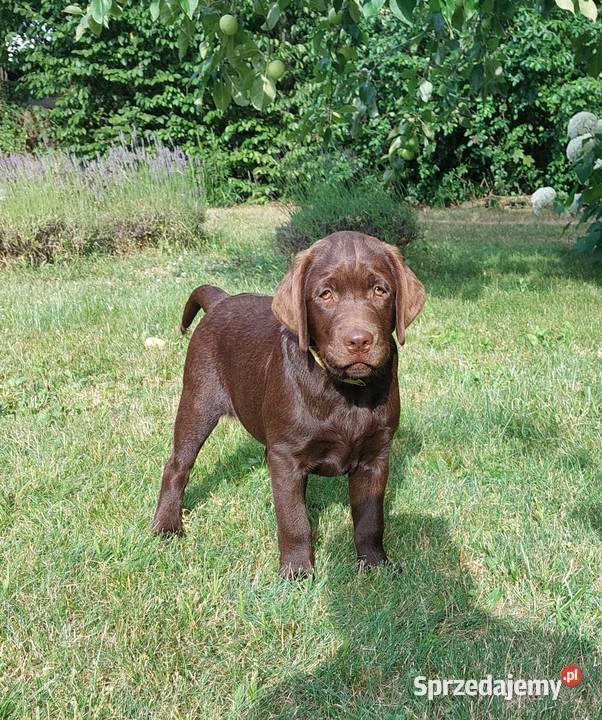 Labrador czekoladowy szczenię