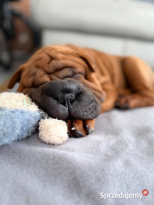 Shar Pei z Rodowodem ZKwP FCI Polska Nowa Wieś