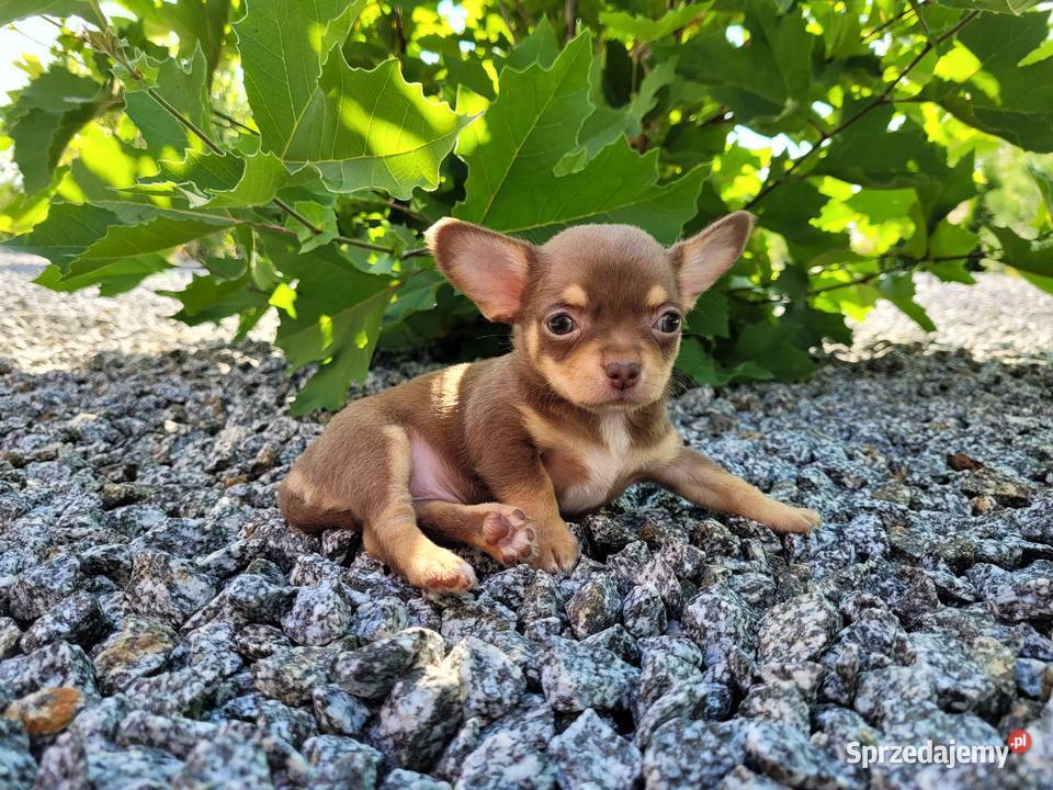 Chihuahua chłopczyk Lewin Brzeski