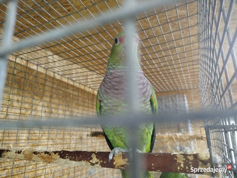 Amazonka lilioglowy Siedlce