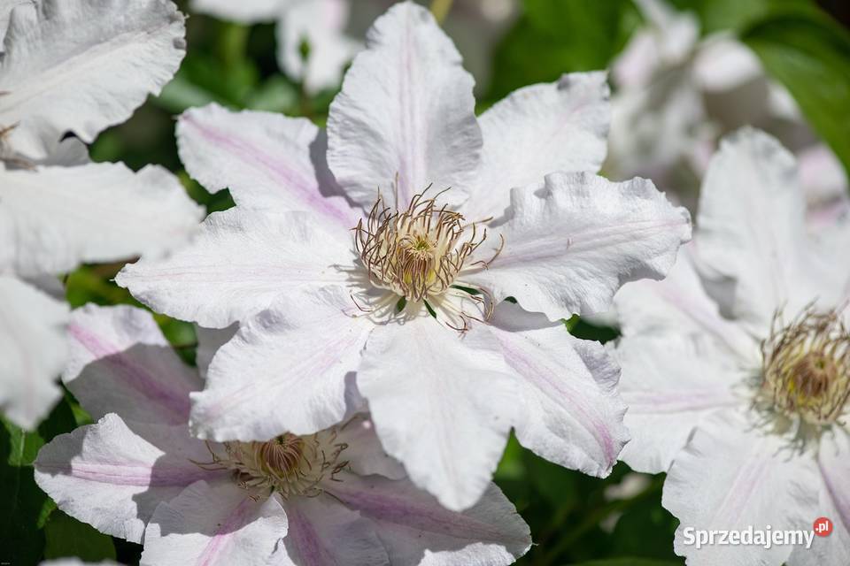Pnącza Clematis Powojnik Wisteria Glicynia Liściaste Knurów