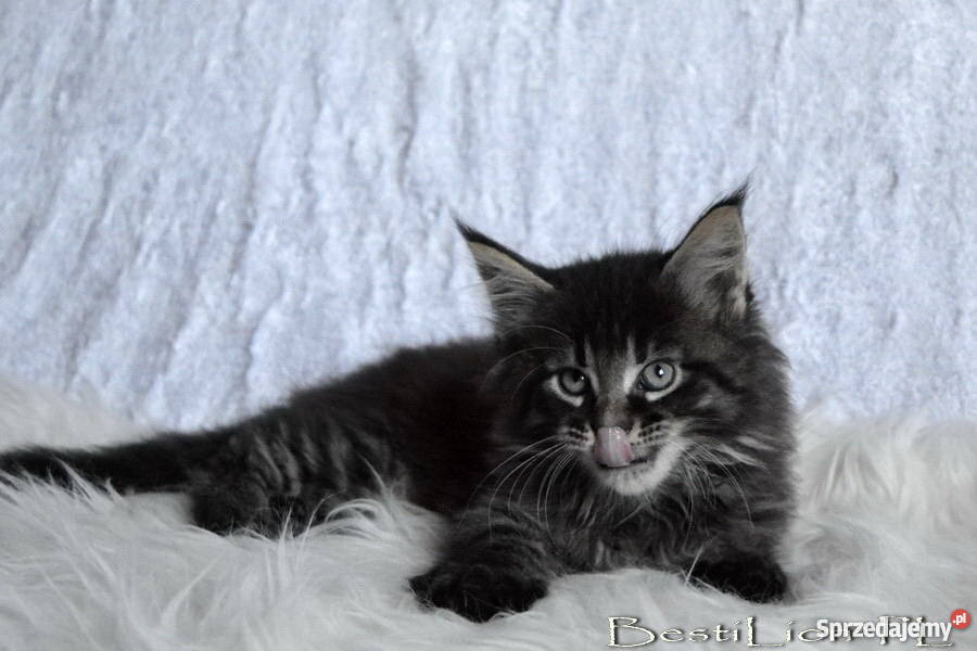 Wspaniałe TYGRYSKI Maine Coon z rodowodem FPL opolskie Opole