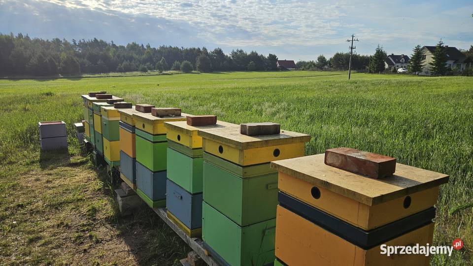 Silne zdrowe rodziny pszczele 10ramkowe Jeżewo
