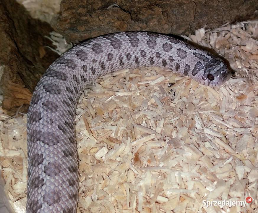 Heterodon Samica Super Arctic Lavender het