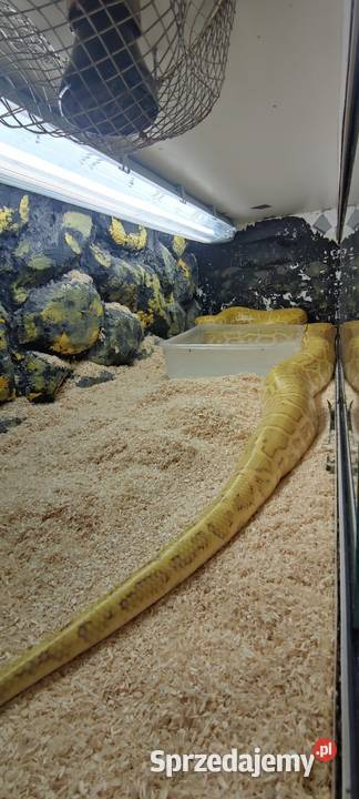 Pyton Tygrysi Gady i płazy Czeladź