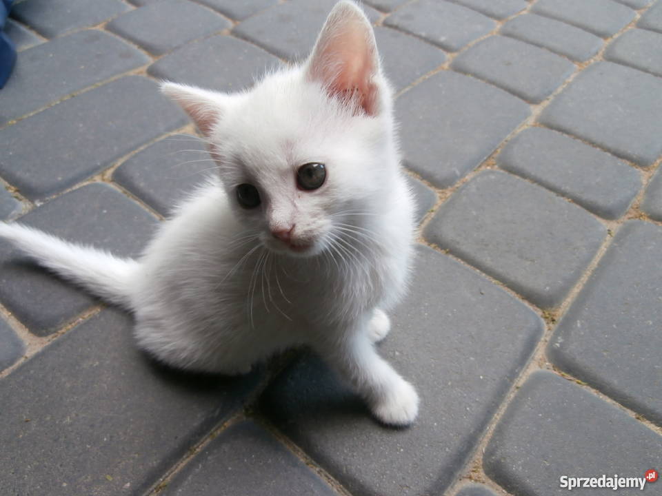 Biała Kotka Radom sprzedam