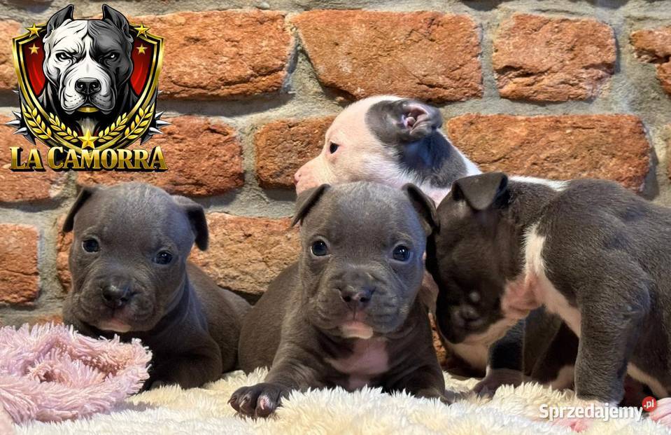 American Staffordshire Terrier Blue Amstaff Amstaff