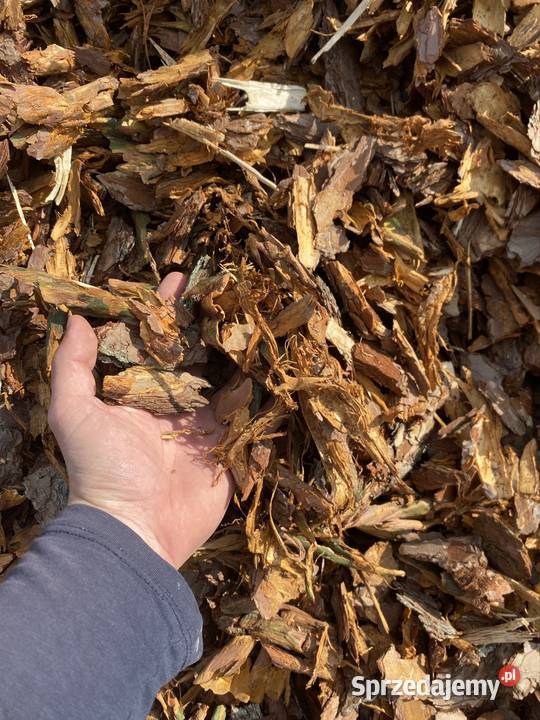 Kora sosnowaTransport Małogoszcz