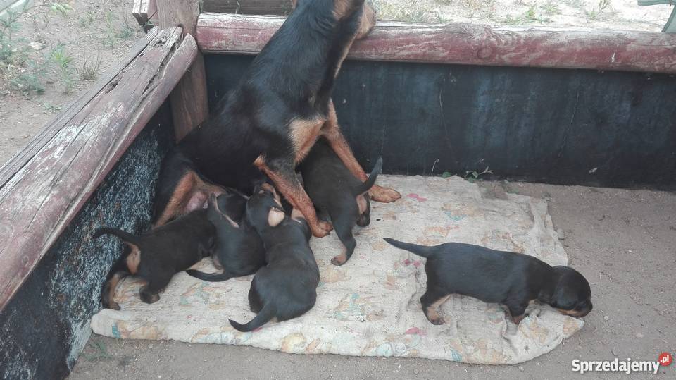 Jagterier Terier Niemiecki terrier