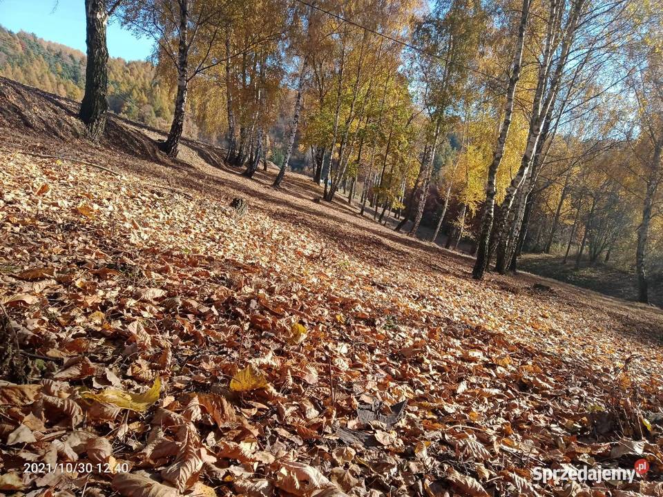 Działka budowlana Sprzedaż Cisowa