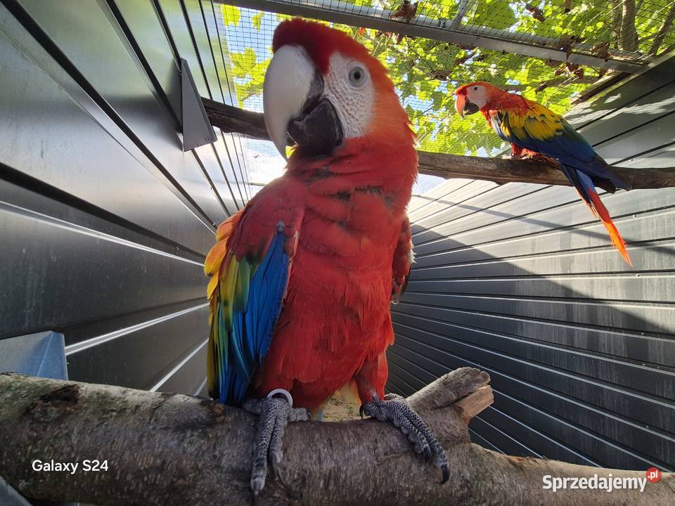 Ara Macao para Zwierzęta wielkopolskie Rakoniewice sprzedam