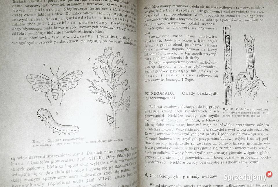 Zoologia J Dąmbski Z Kozikowska J Wengris Chełm