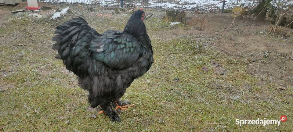 Kochin olbrzymi czarny Tokarówka