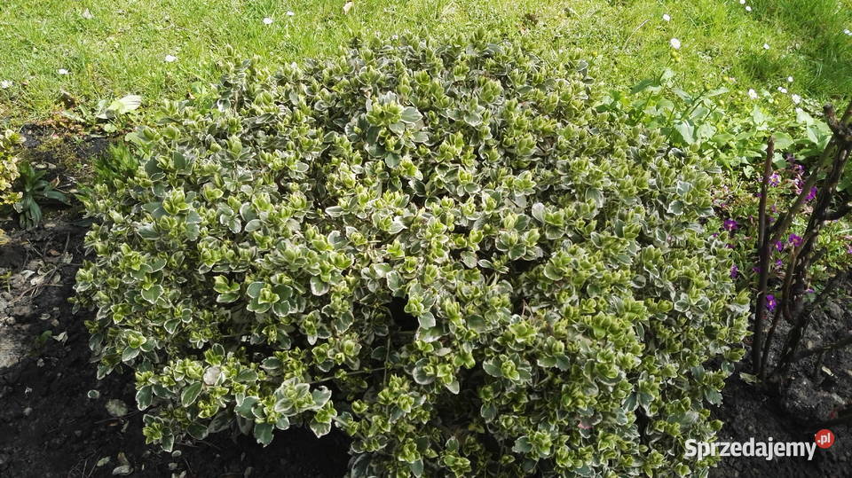 Sprzedam trzmielinę Zelów sprzedam