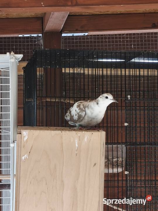 Cukrowki ptaki Wrocław sprzedam