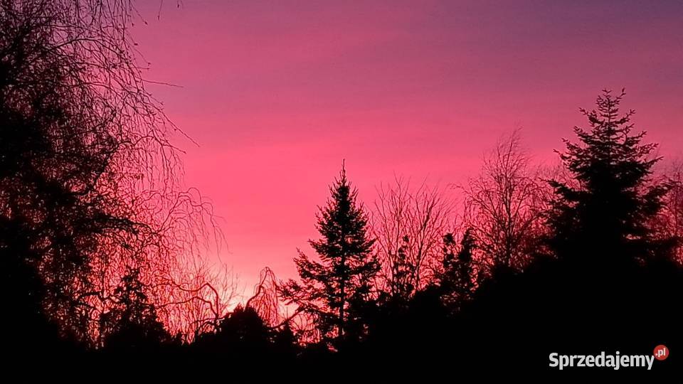 Koszenie wykaszanie usługi ogrodnicze Rokietnica