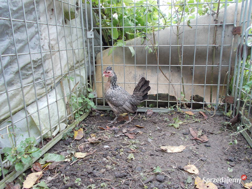 Kurki liliputki kilka kur w różnych barwach Kutno