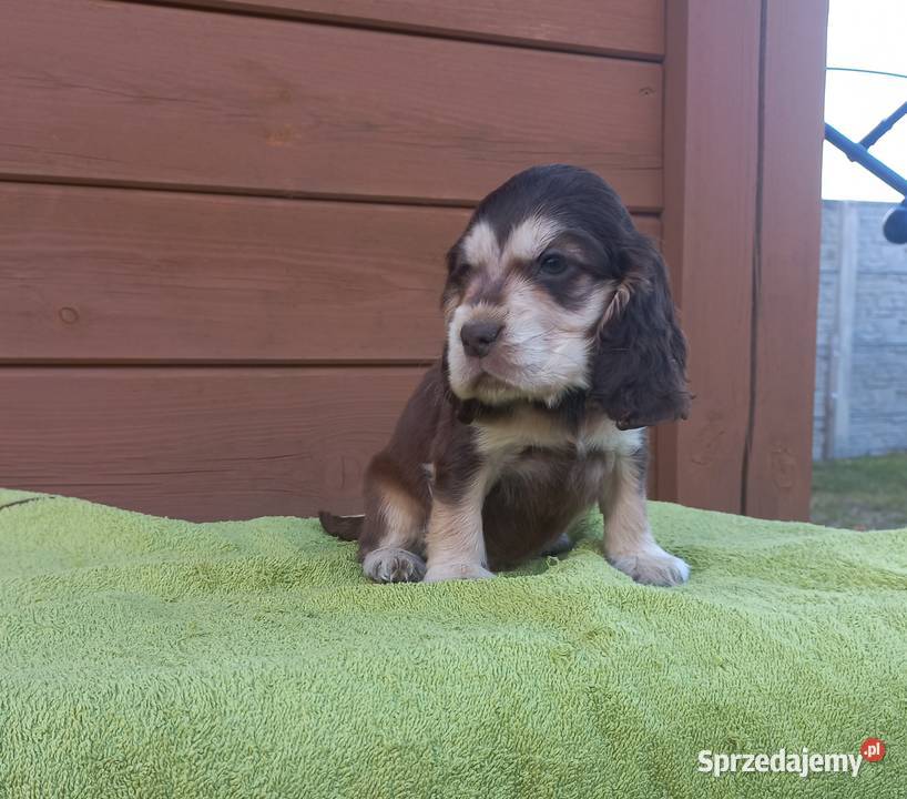 Cocker Spaniel Angielski Piesek wielkopolskie Jutrosin