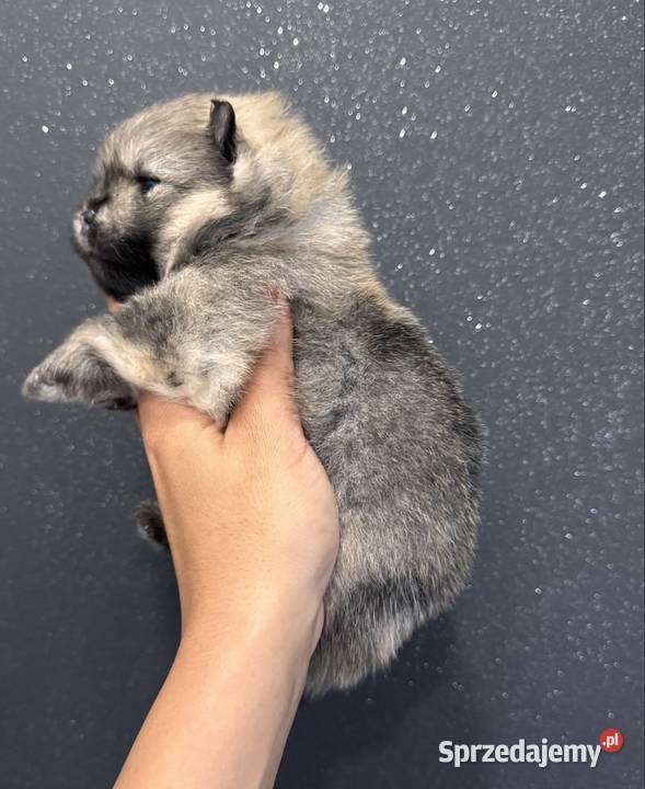 Szpic miniaturowy Pomeranian samiec MIŚ Przywidz