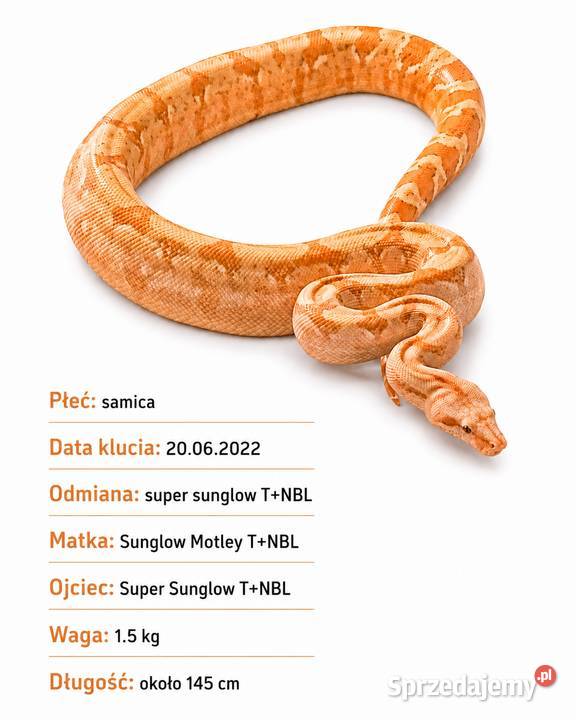 Boa constrictor samica Lublin