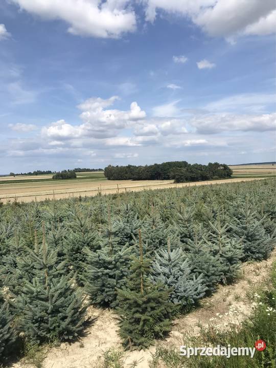 Świerk srebrny 80 160 Kosarzew Górny sprzedam