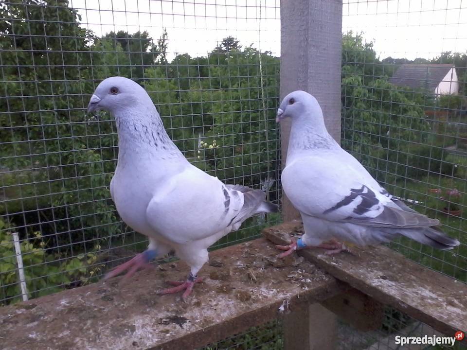 golebie standarty Pozostałe Legnica