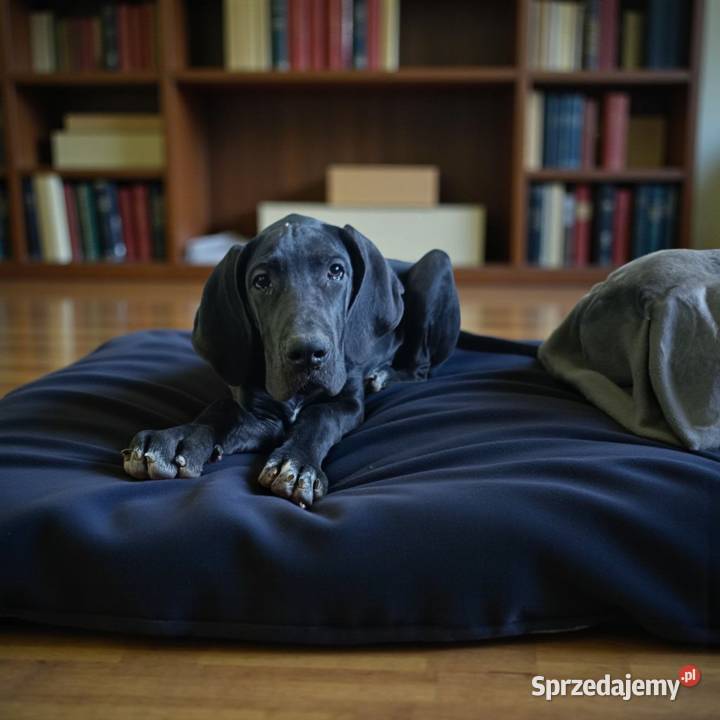 Dog niemiecki Słopnice