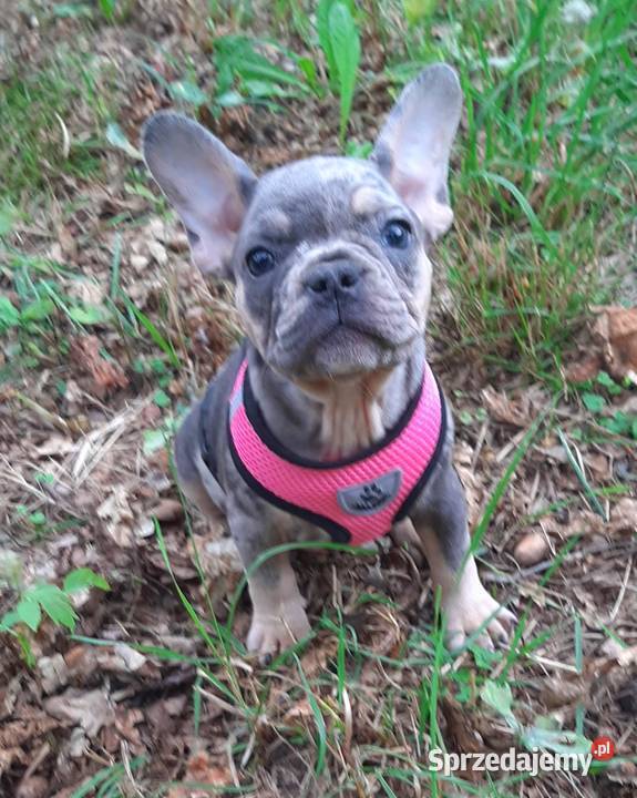 Buldog francuski dziewczynka i chłopczyk sprzedam