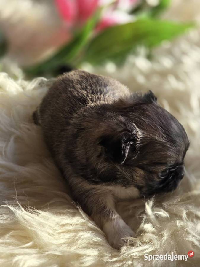 Chihuahua Sobolowy Mini Xxs śląskie Bielsko-Biała