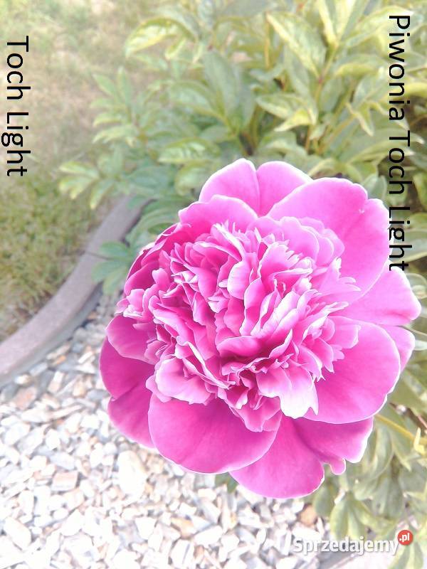 Piwonia Toch Light Opole sprzedam