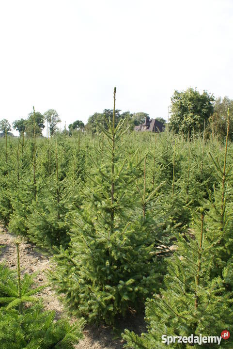 Choinki Świąteczne HURTDETAL Pułtusk