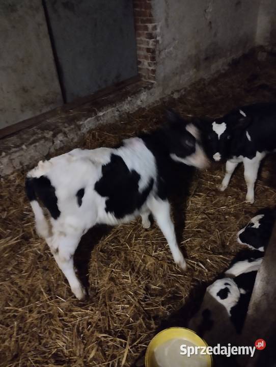Sprzedam cielaki