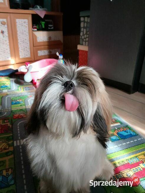 Sprzedam psa Shih tzu Andrychów