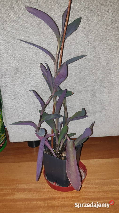 Trzykrotka setkrezja purpurowa wysokość 45 Warszawa