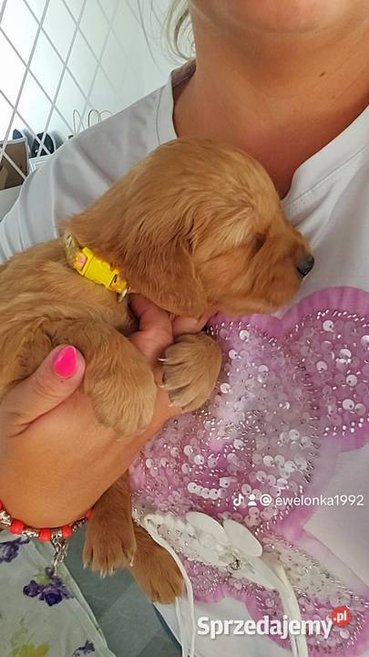 Golden Retriever ciemno złote maluchy Poręba