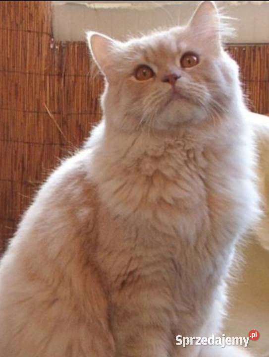 Kocur perski wielkopolskie Turek