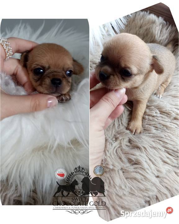 Chihuahua mikro sunia beżowa krótkowłosa pełny Bełchatów