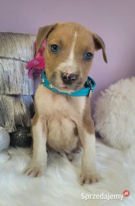 Cudowne i rodzinne szczeniaki Amstaff blue Kraków