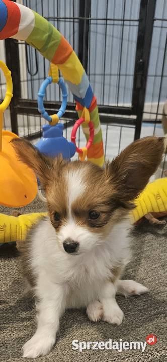 Papillon FCIZKWP Spaniel Kontynentalny Jelenia Góra